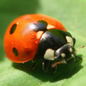 The Potentially dangerous Effects of 7 of the most Common Household Pests