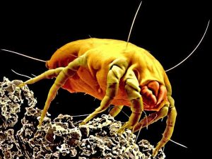 House Dust Mite