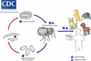 DIY Flea Pest Control Methods