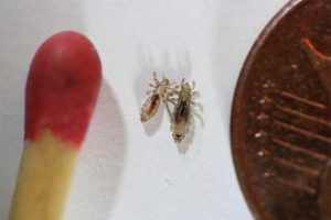 How to treat and remove lice