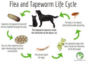 Fleas and Tapeworms