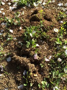 How to eradicate ants naturally