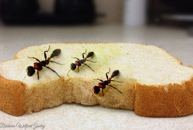 Pests In Your Home
