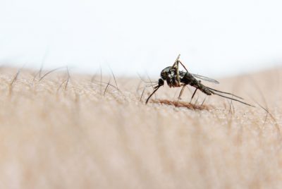 Mosquito Pest Control