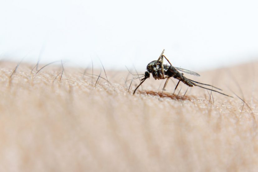 Mosquito Pest Control : How To Sucessfully Manage Them