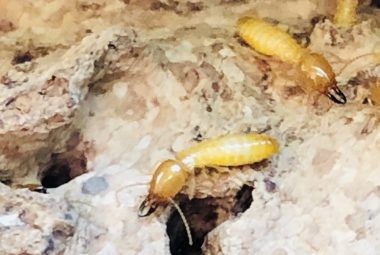 How To Control Termites Naturally