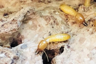 How To Control Termites Naturally