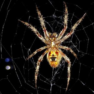 The Potentially dangerous Effects of 7 of the most Common Household Pests