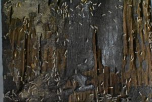 How to Control Termites Naturally