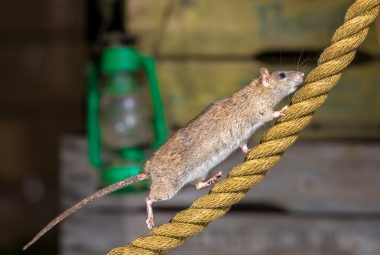 How To DIY Rat Pest Control