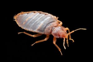 How to get rid of Bed Bugs with Home Remedies