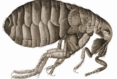 DIY Flea Pest Control Methods