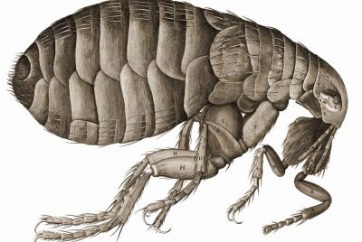 DIY Flea Pest Control Methods