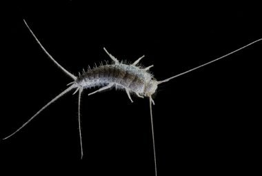 How To Deal With A Silverfish Infestation