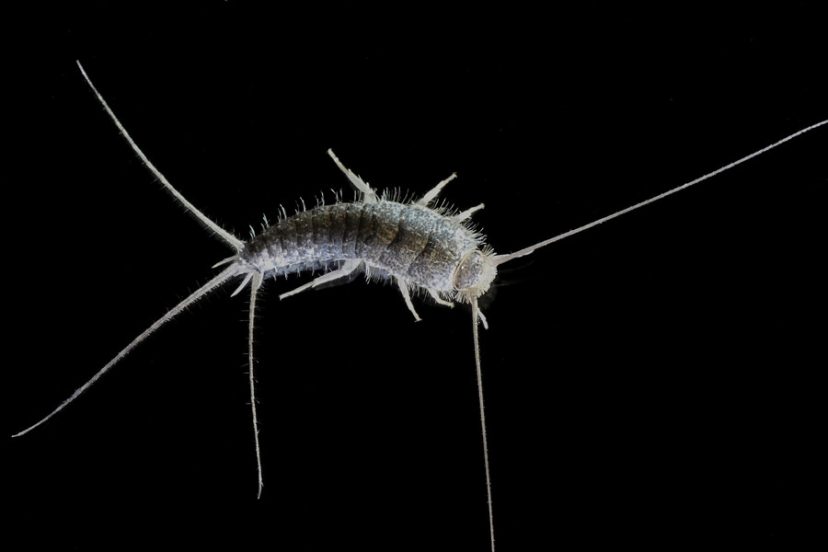 How To Deal With A Silverfish Infestation