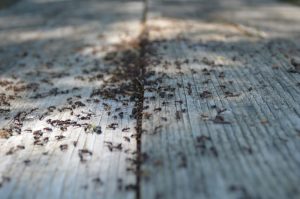 The Potentially dangerous Effects of 7 of the most Common Household Pests