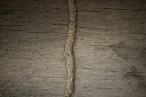 How to Control Termites Naturally