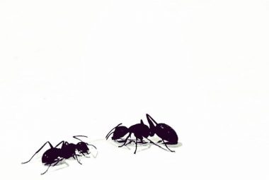 How To Eradicate Ants Naturally