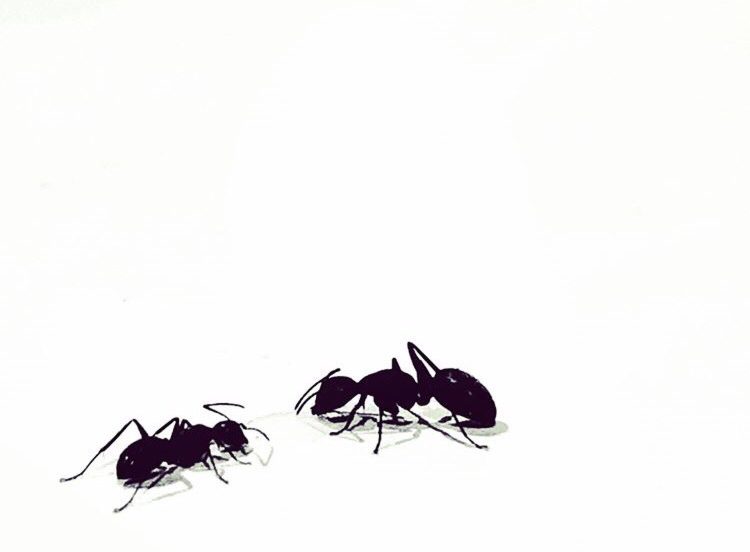 How To Eradicate Ants Naturally