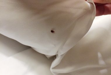 Bed Bug Infestation
