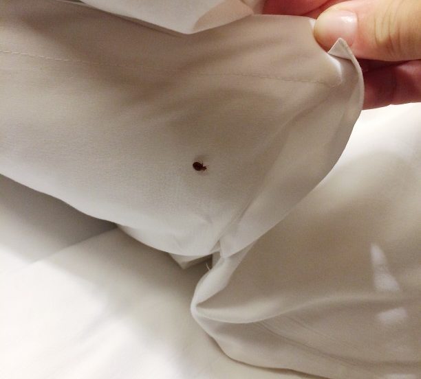 How To Get Rid Of Bed Bugs With Home Remedies